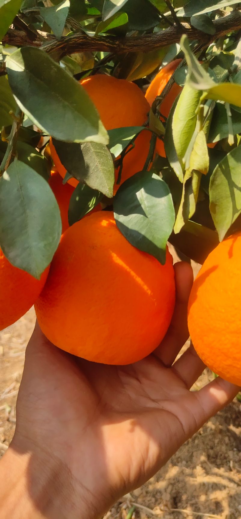  甜橙  纯甜
