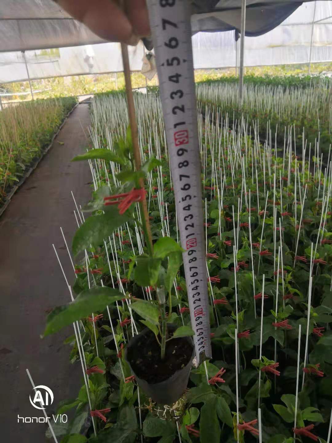 台农一号百香果苗 营养土