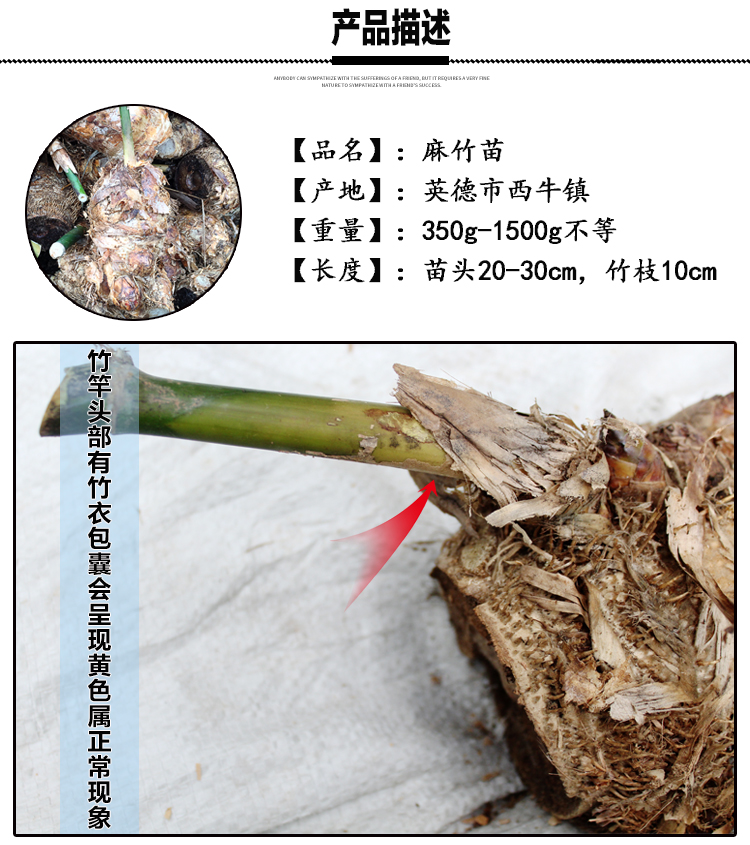 麻竹苗甜竹笋苗地栽户外大型竹苗非毛竹楠竹苗