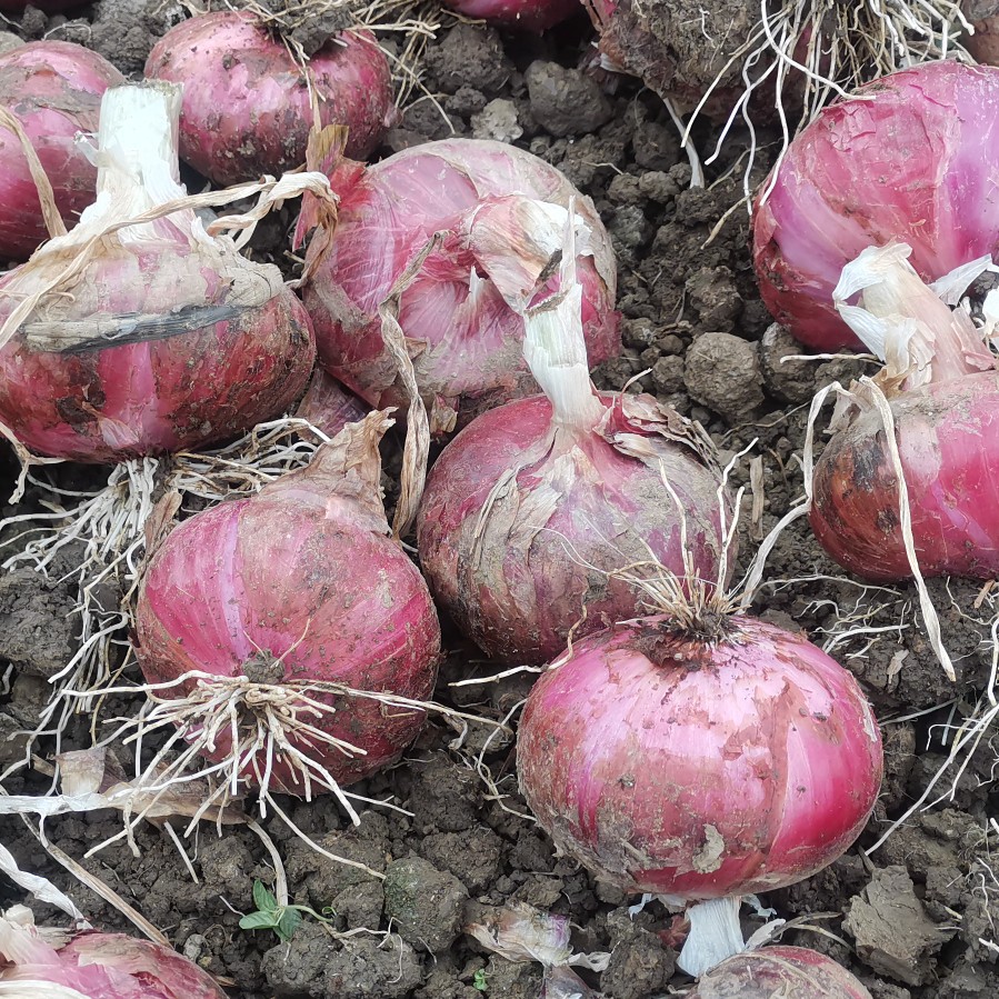 红皮洋葱云南省保山市施甸县78cm
