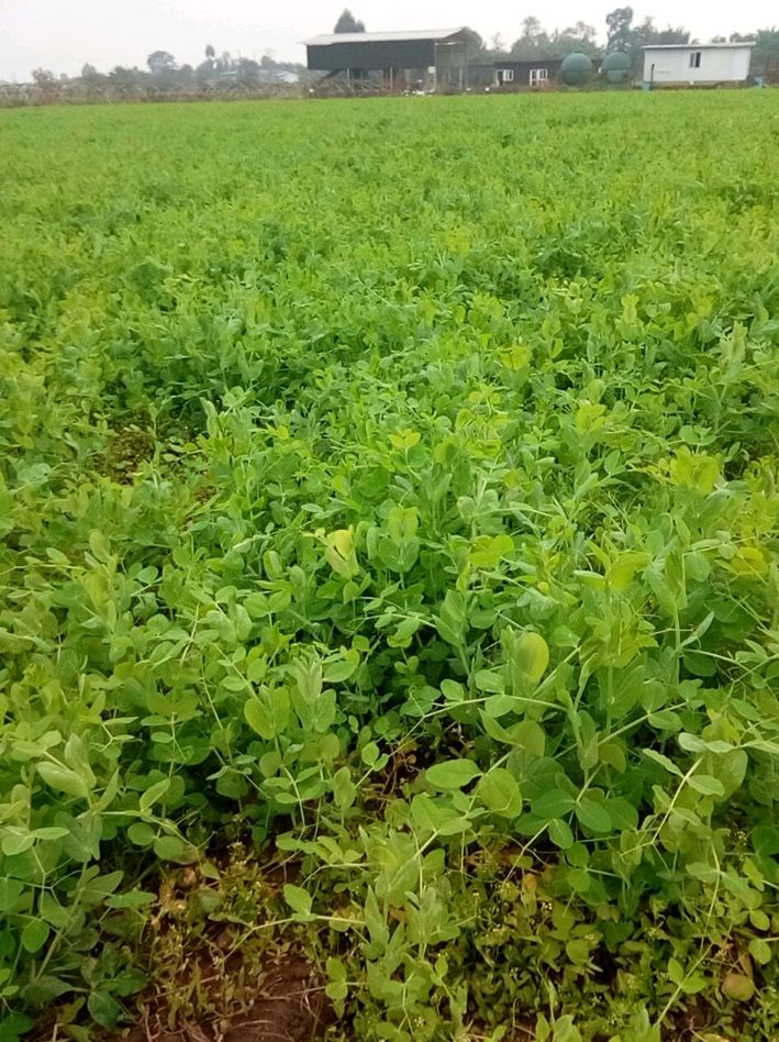 豌豆苗  大量翠绿豌豆尖国庆之前出售