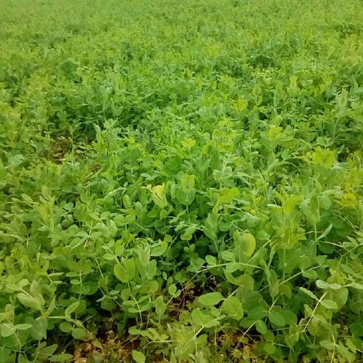 豌豆苗  大量翠绿豌豆尖国庆之前出售