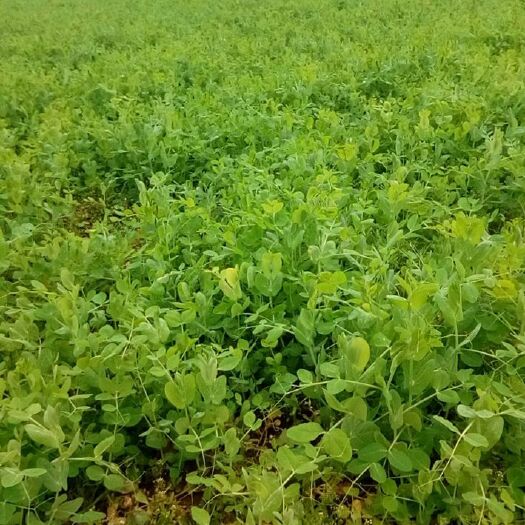 德阳豌豆苗  大量翠绿豌豆尖国庆之前出售
