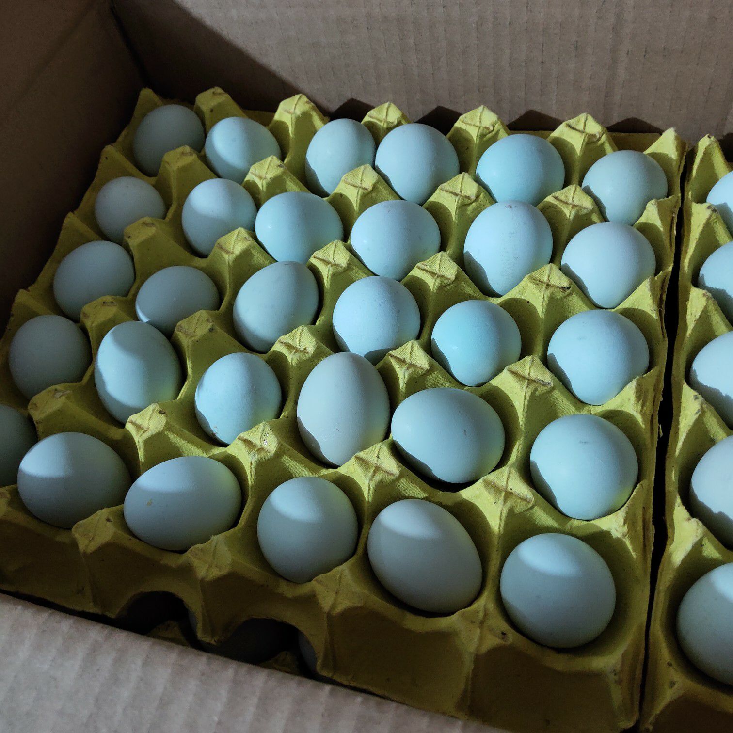 长沙县湖南绿壳蛋土鸡蛋45克左右个头饱满蛋香浓郁农场直供