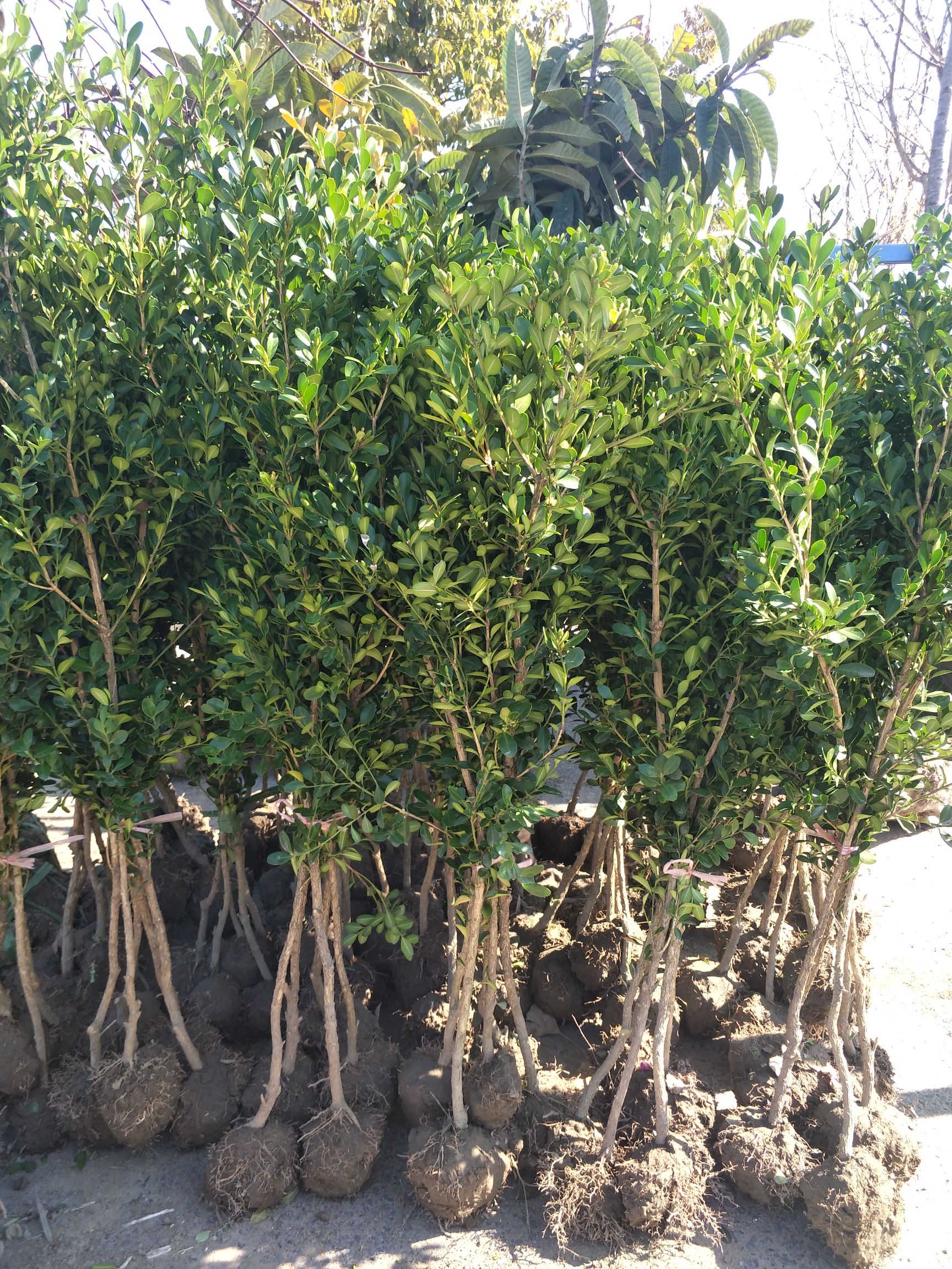 独杆黄杨  精品高杆瓜子黄杨