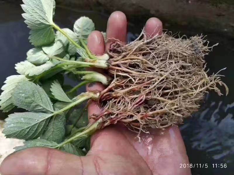 水溶肥  亿丰收 根 氮磷钾与腐殖酸好结合 同步生根 生长快