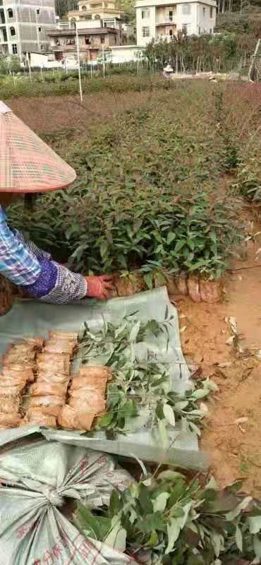 大量供应桉树苗，品种有广O九号，二十九号，欢迎订购