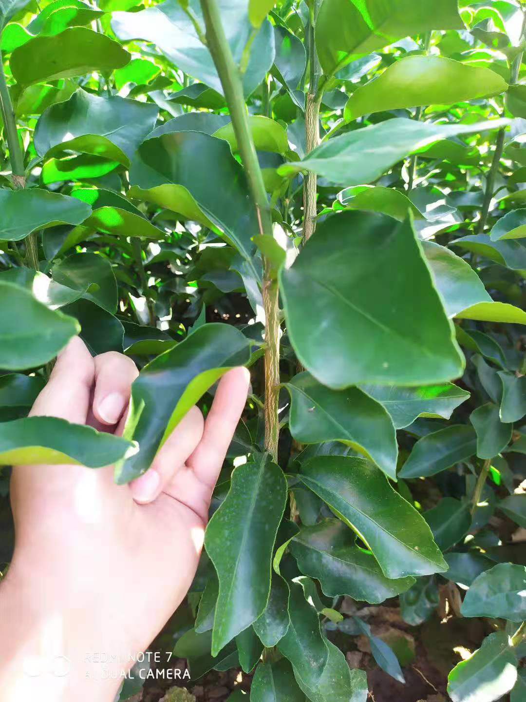 早熟砂糖橘，沙糖桔苗，苗圃直销，现挖现发