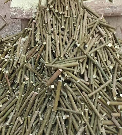 美国竹柳3号，（金蝉养殖专用树种）柳段产地直销，规格齐全！