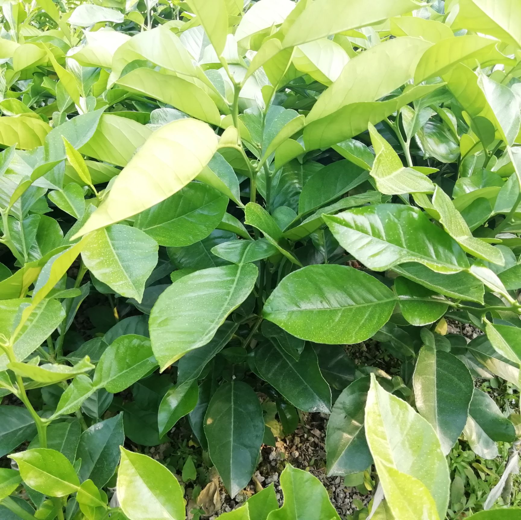 三红蜜柚苗  泰国三红柚外表亮丽鲜红肉质深红水份足甜度高具有很高的经济效益