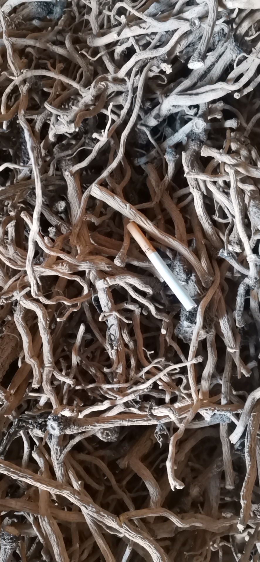 北板蓝根 中药材板蓝根