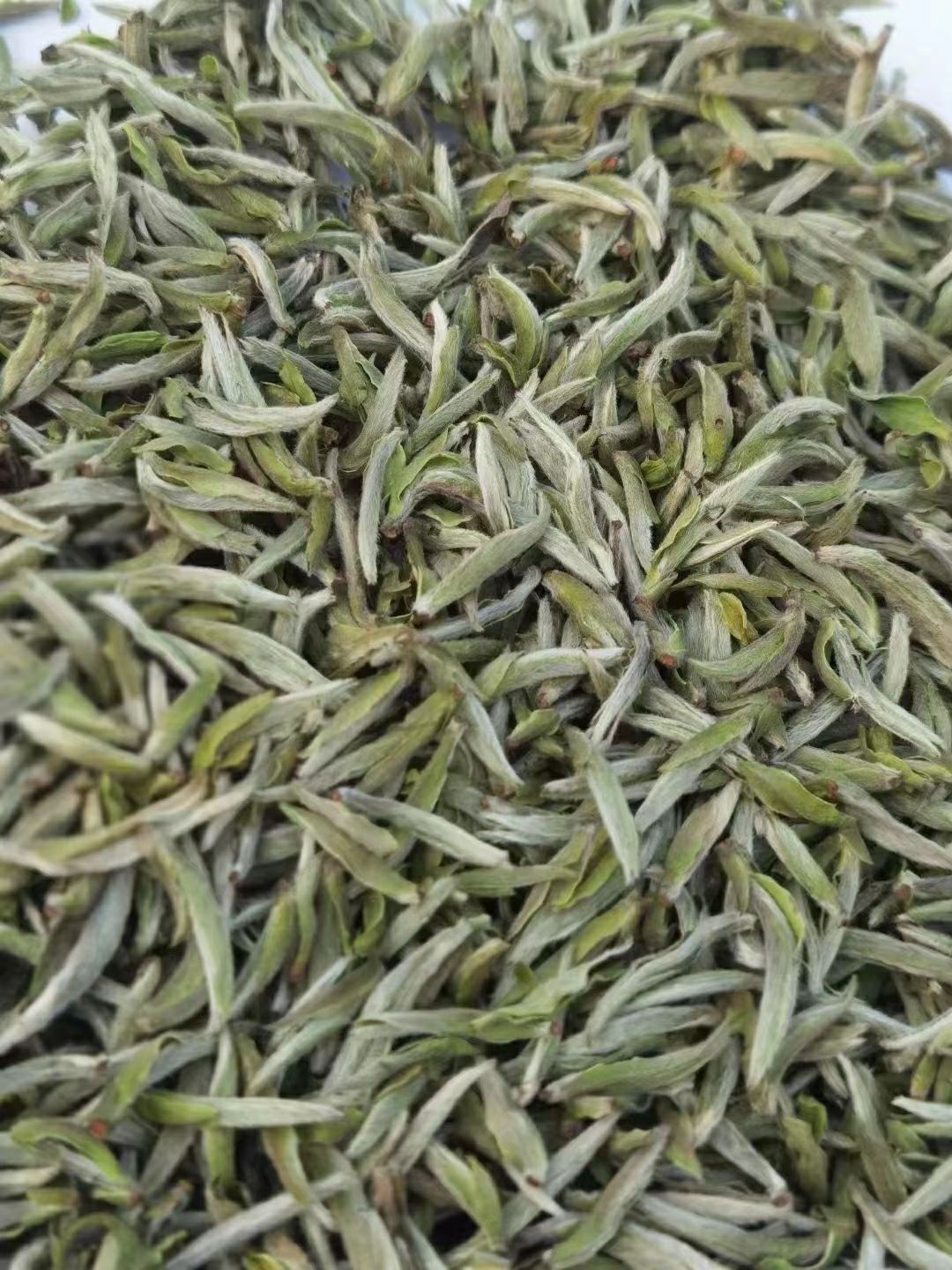 2021年 头采 大毫米粒芽 白毫银针 新茶上市