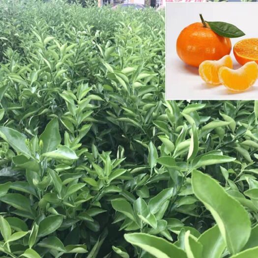 简阳市明日见柑橘苗  苗圃直销，阿斯密，柑橘苗，品种保证，假一赔十