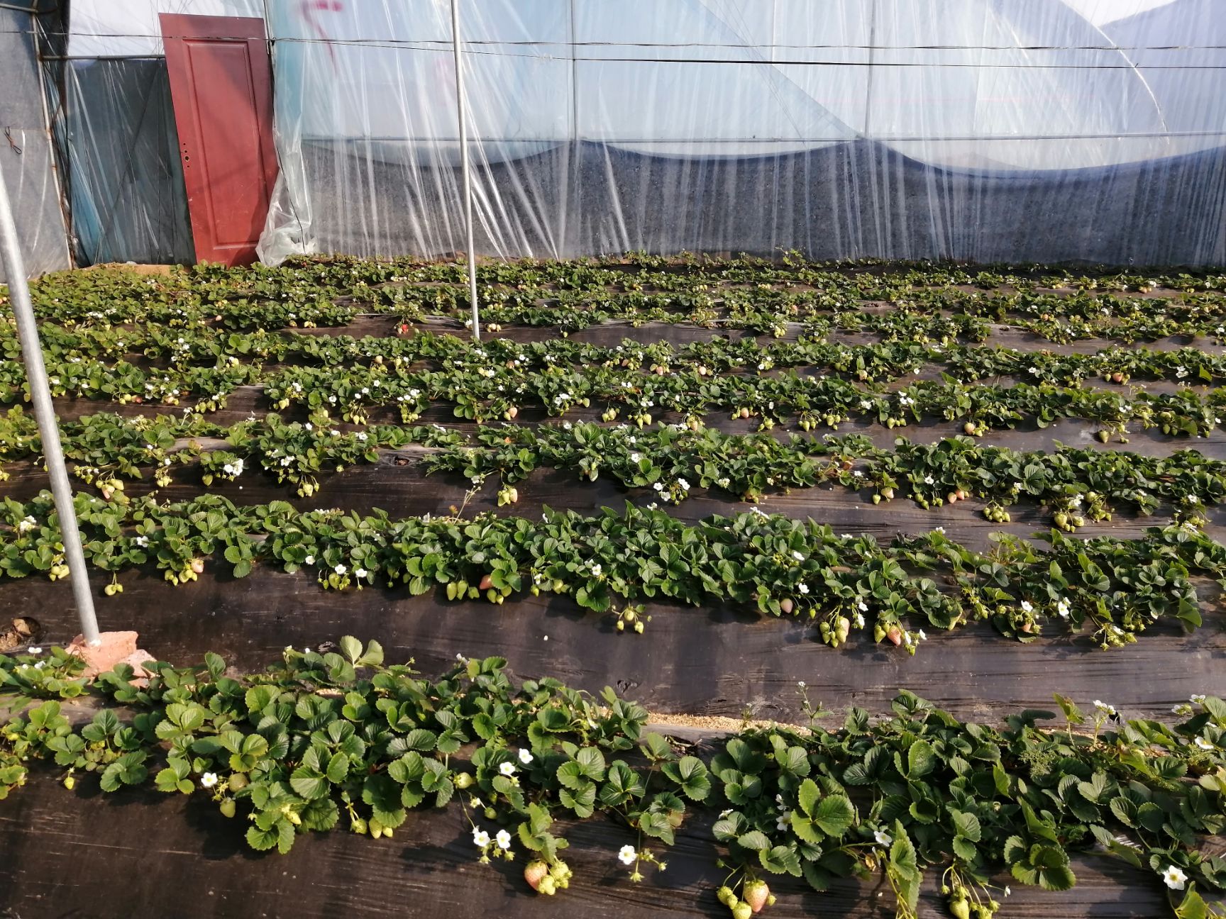 甜宝草莓 山东省济南市历城区 市场果 