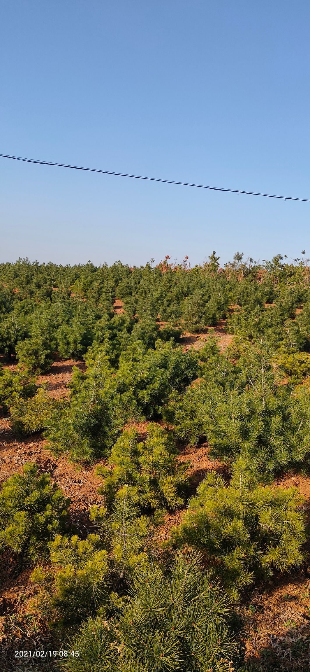 西安蓝田白皮松