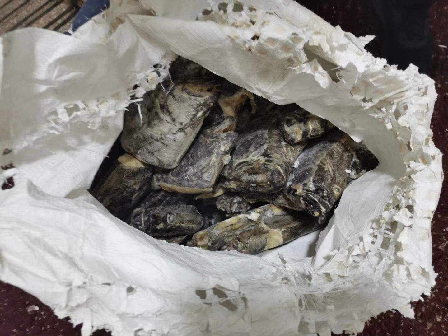 比目鱼  碟鱼头