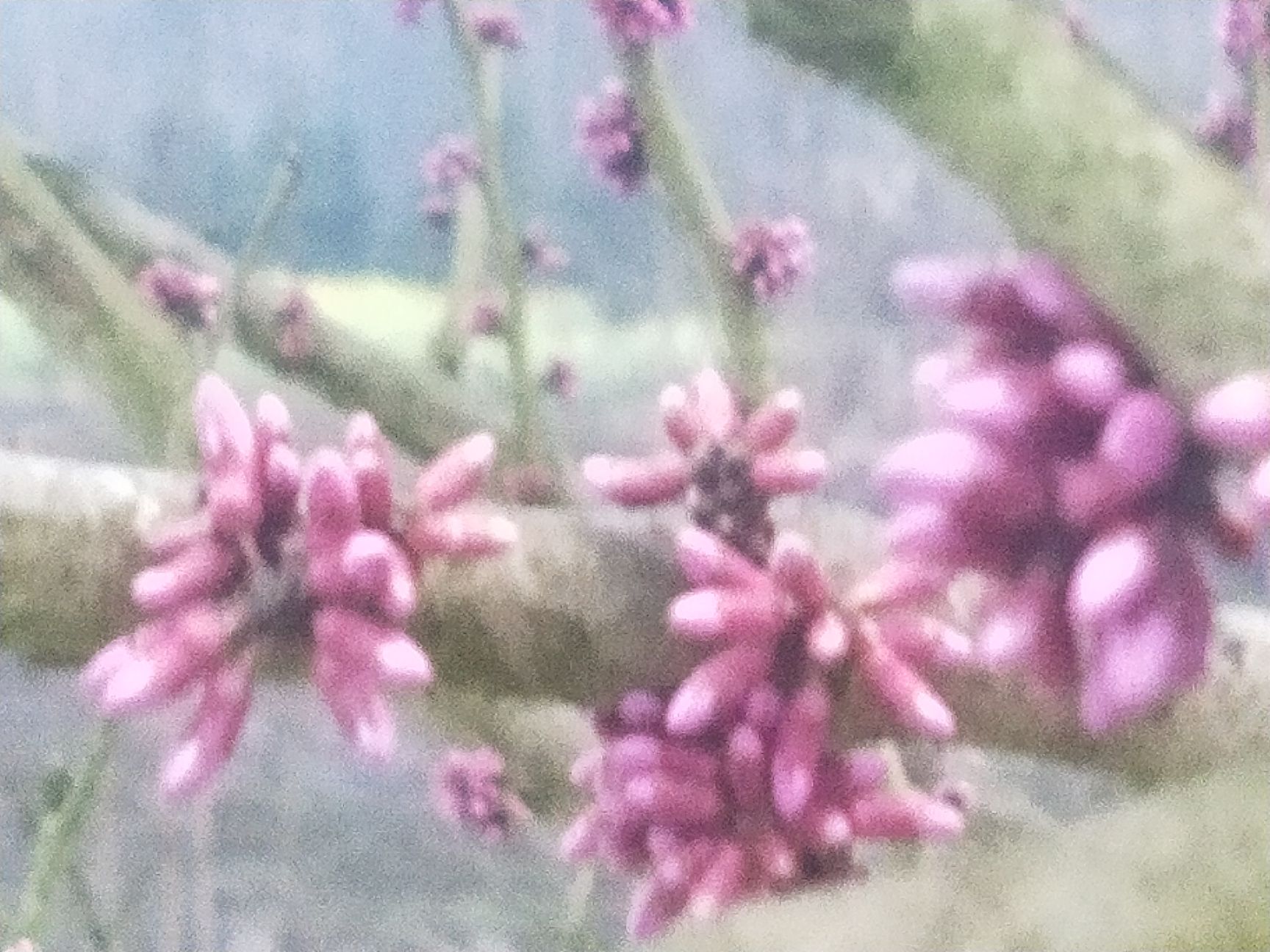 丛生紫荆 紫荆花。有十万株有需要的请联系订购价格从优