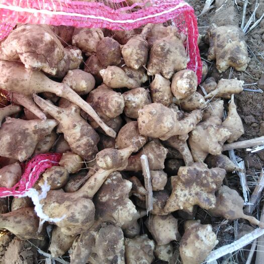 嵩县洋姜，白洋姜，菊芋，药食同源新鲜现挖