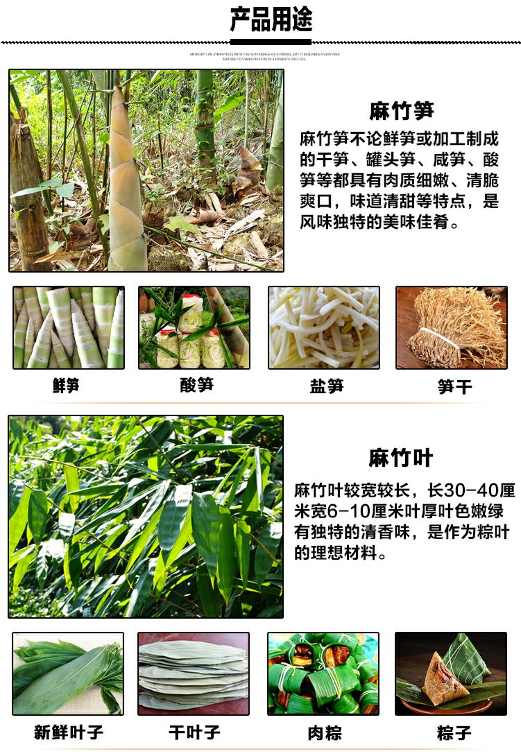 麻竹苗甜竹笋苗地栽户外大型竹苗非毛竹楠竹苗