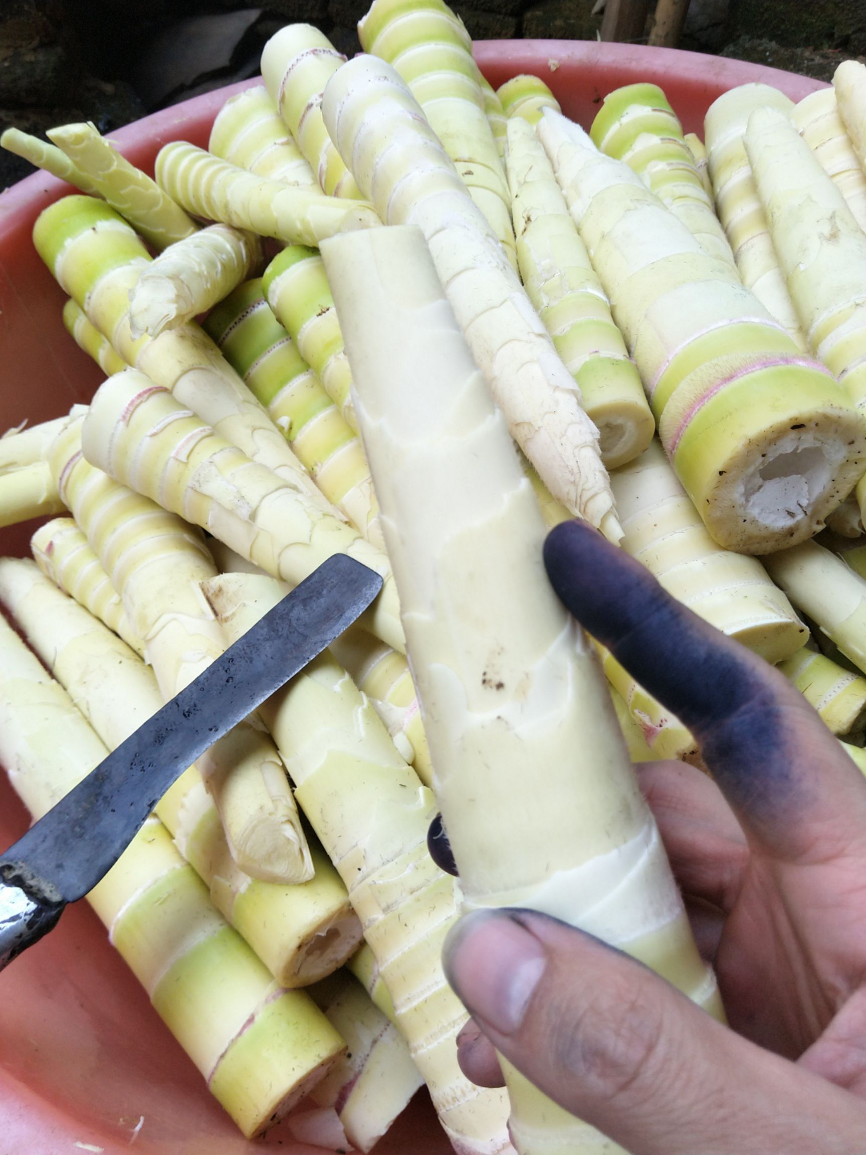 2023年3春笋助农新鲜现挖应季春笋甜笋苦笋