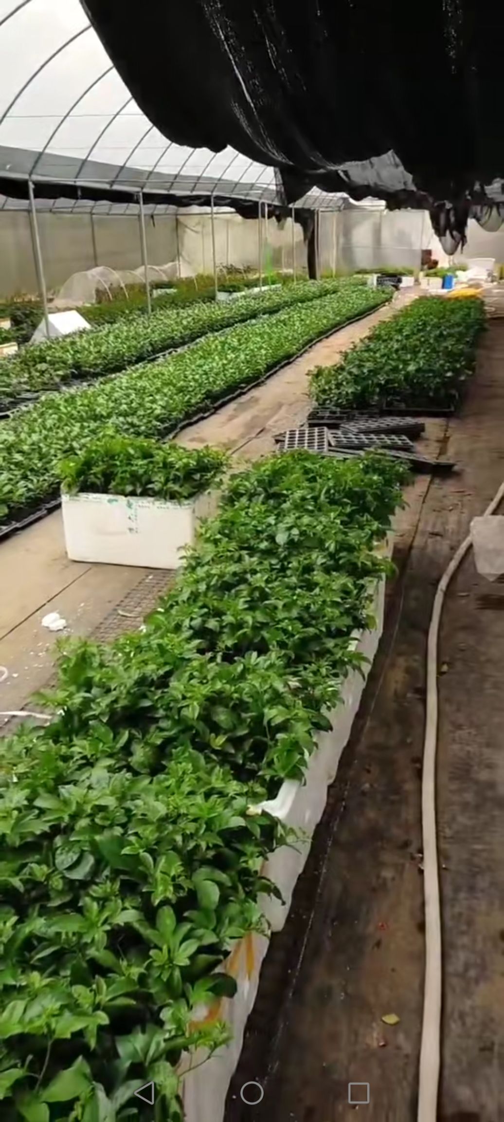 台农一号百香果苗 嫁接苗