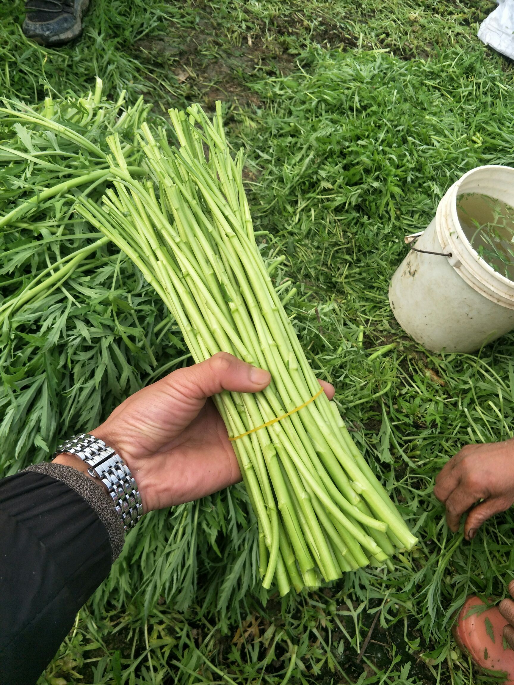 杆长 25~30cm 提供服务:基地直供,支持零担,提供清洗,按需分拣,提供打