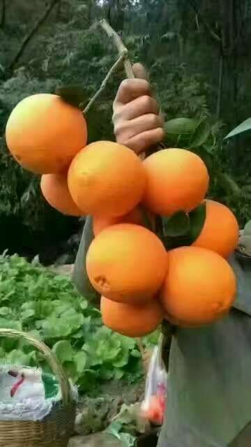 湖北秭归脐橙品种齐全一年四季鲜果供应产无中间商