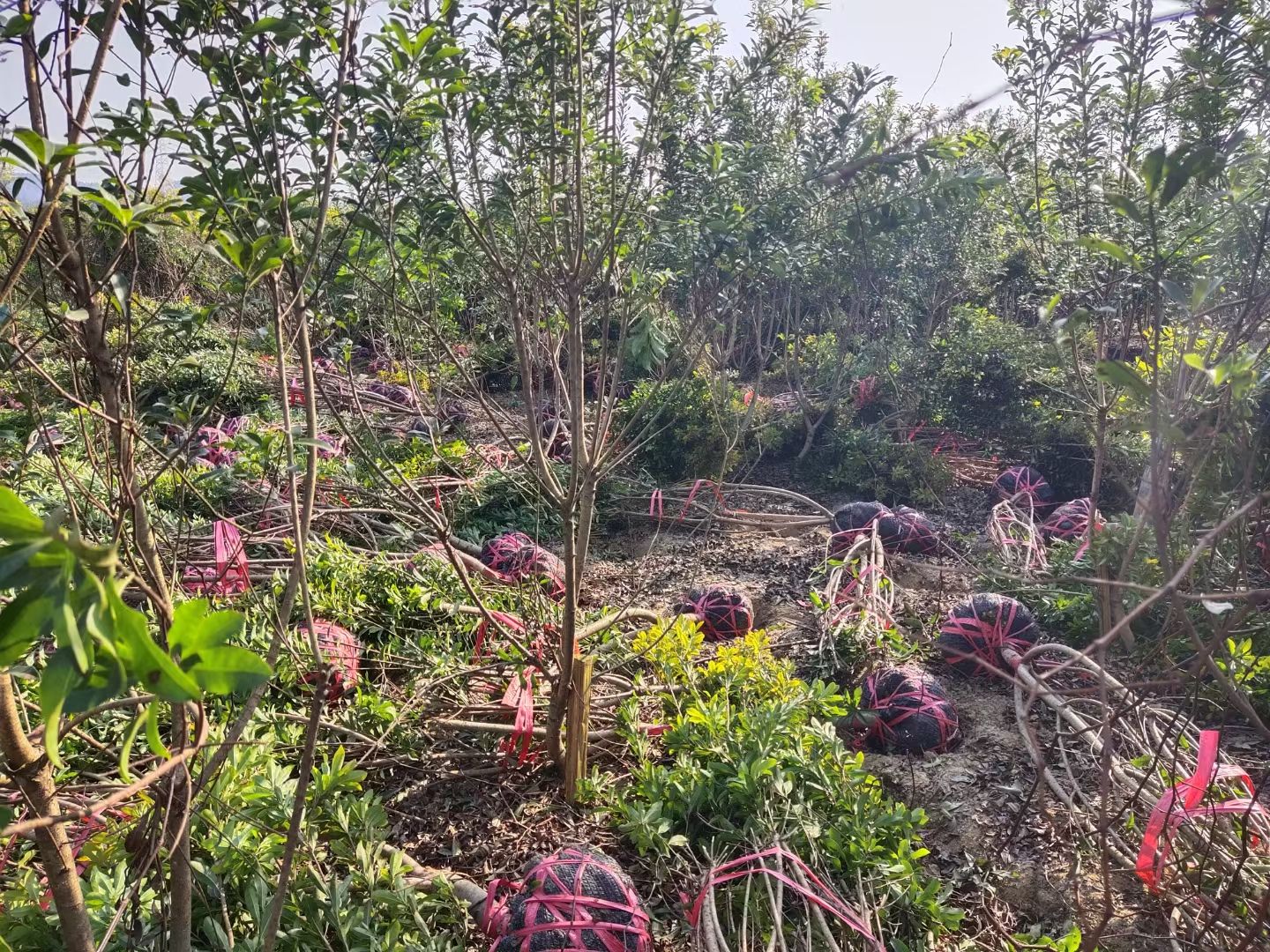 黑高峰杨梅树苗 黑炭，台梅，东魁  ，欢迎新老顾客选购，[勾引][勾引][勾