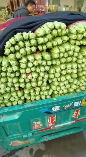 油麦菜  精品油麦大量上市中质量优。