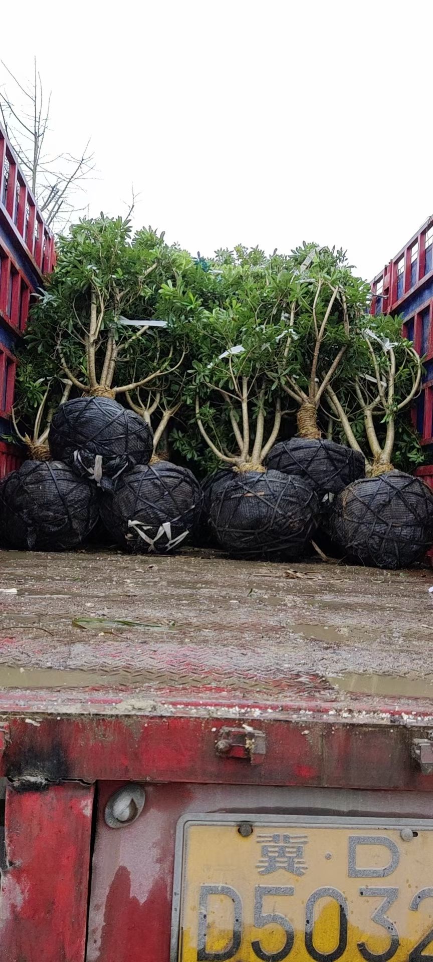 黑高峰杨梅树苗 黑炭，台梅，东魁  ，欢迎新老顾客选购，[勾引][勾引][勾