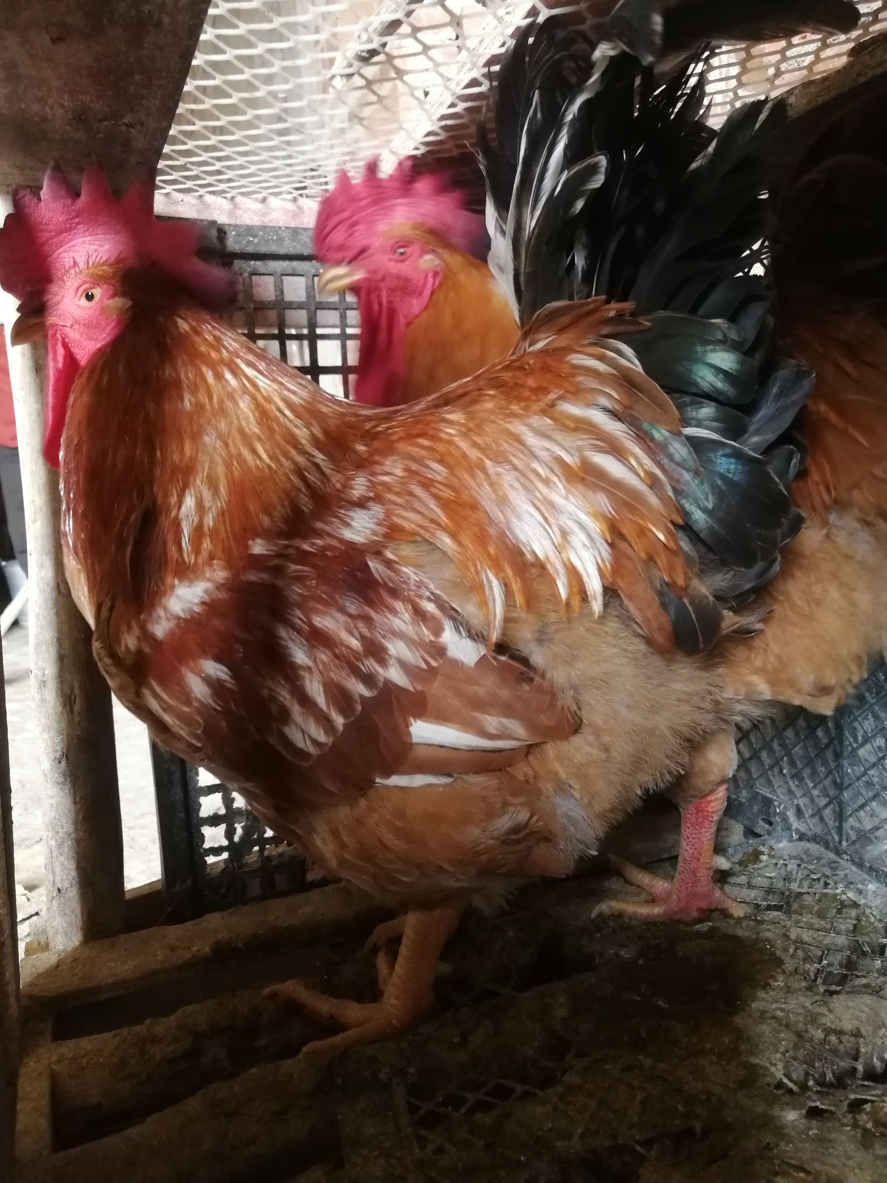 良凤花鸡苗 出壳苗