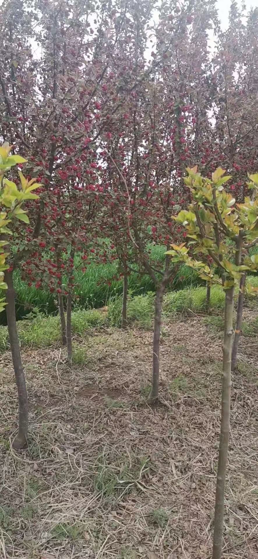  亚当海棠、西府海棠、绚丽海棠