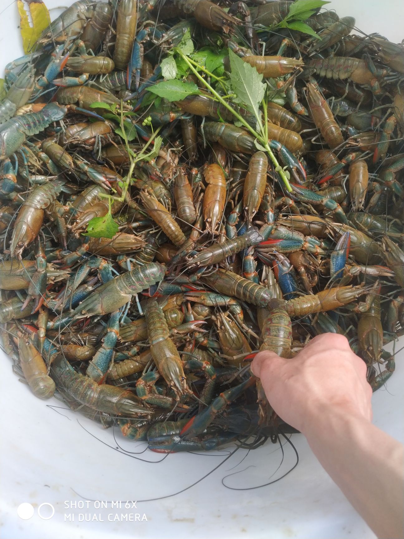 小龙虾  澳洲蓝龙虾