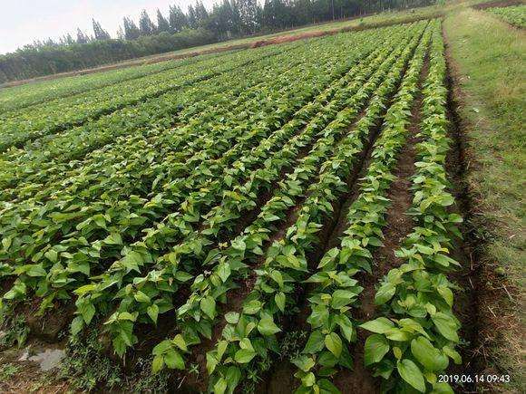 长果桑苗  桑葚树苗嫁接无籽大十果桑苗当年结果南北方