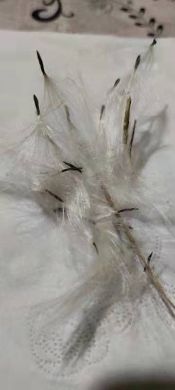 柳树种子  杠柳种子产地自产自销，质量有保障。