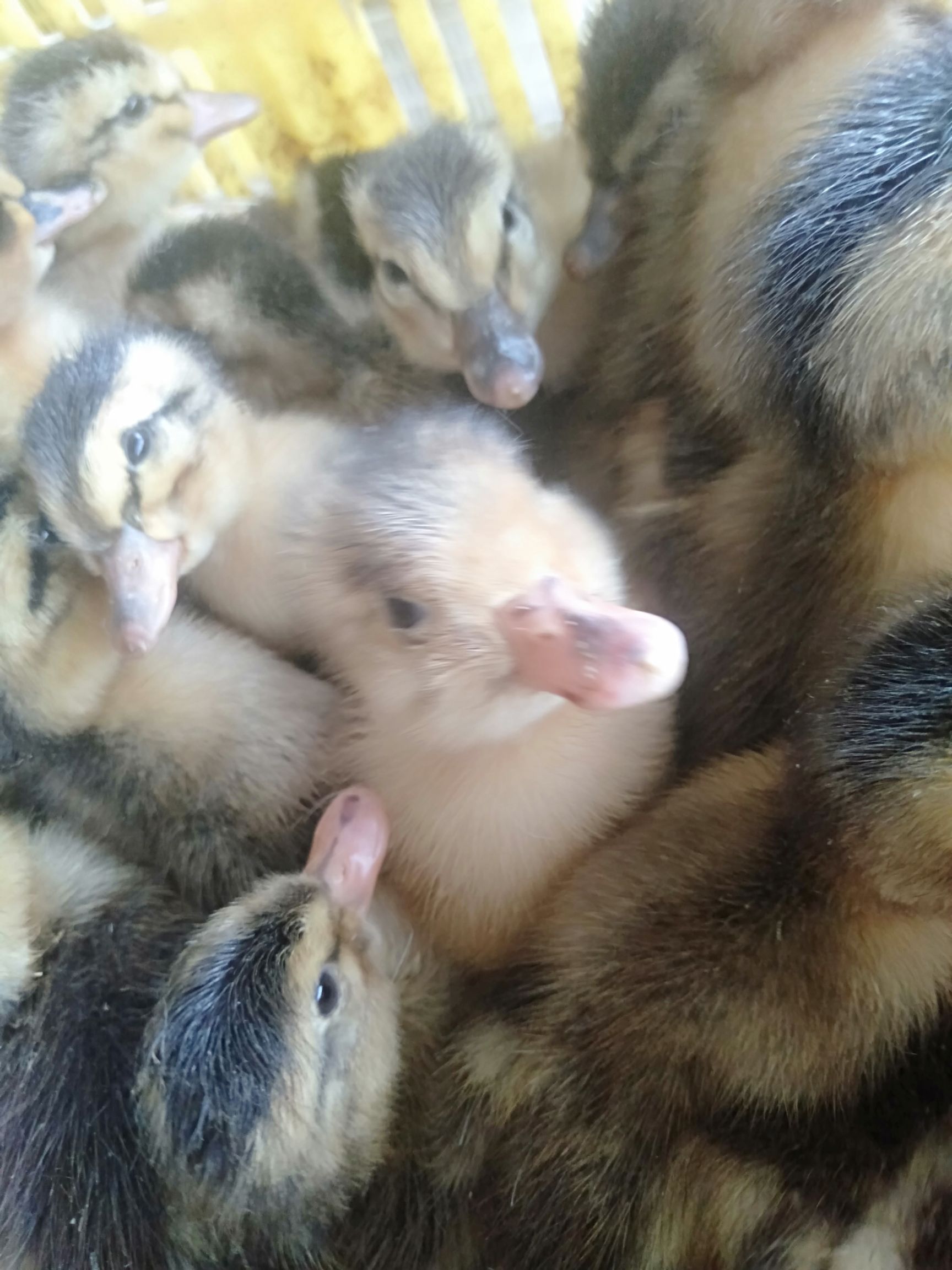 麻鸭苗  造形造势不如造就自己 老板 你需要的我这里都有 等你来确认