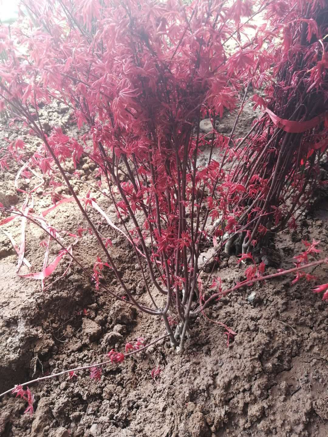 淄博 日本红枫中国红40～80高