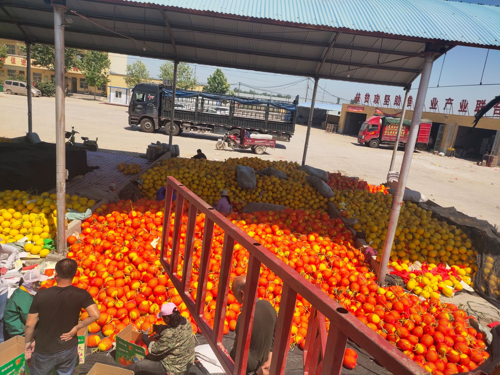 九红瑞 瑞红 黄皮 红瓜 黄河蜜大量对接商超档口，供应电商