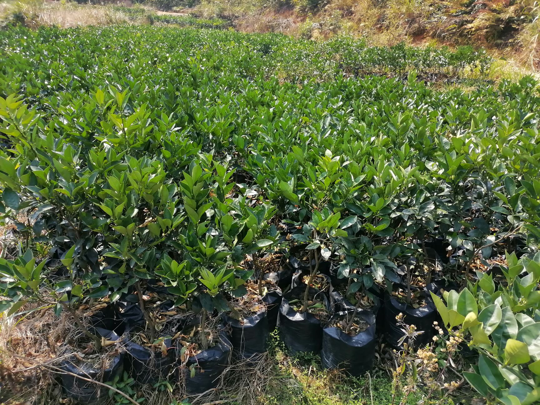 伦晚脐橙苗 伦晚，耐寒耐汗，根须好，零下3度不盖膜对果子没有伤害