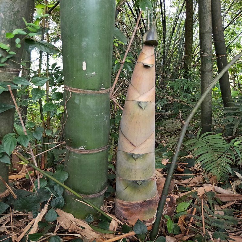 麻竹苗甜竹笋苗地栽户外大型竹苗非毛竹楠竹苗