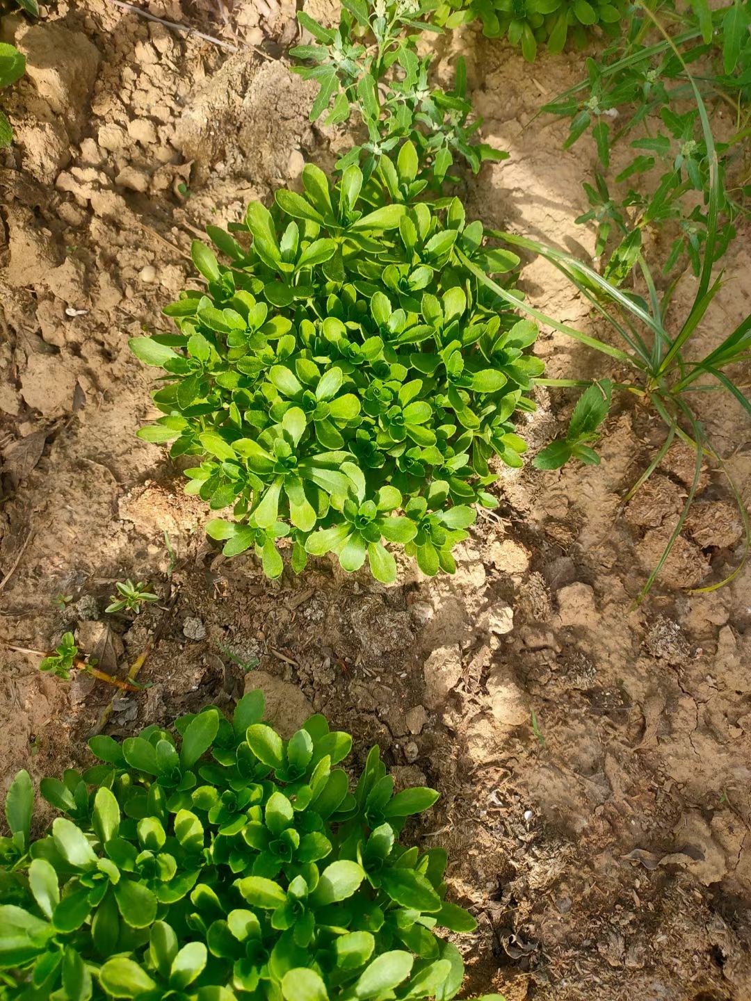 高钙菜苗 高钙救心菜