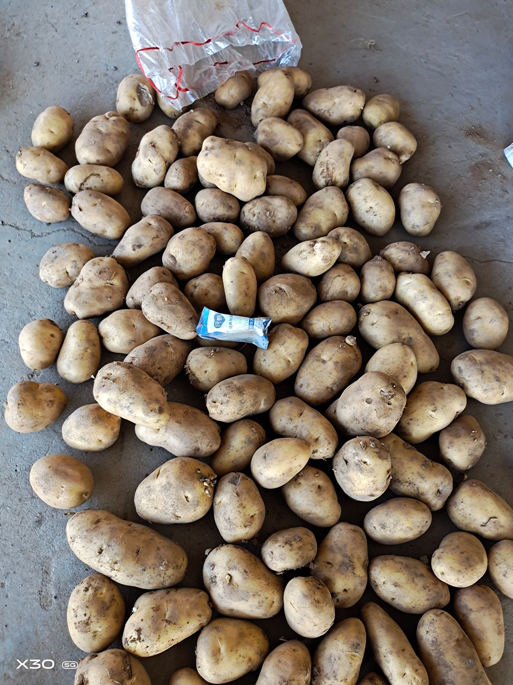 黄心土豆  山东济南平阴大量供应荷兰十五土豆规格齐全