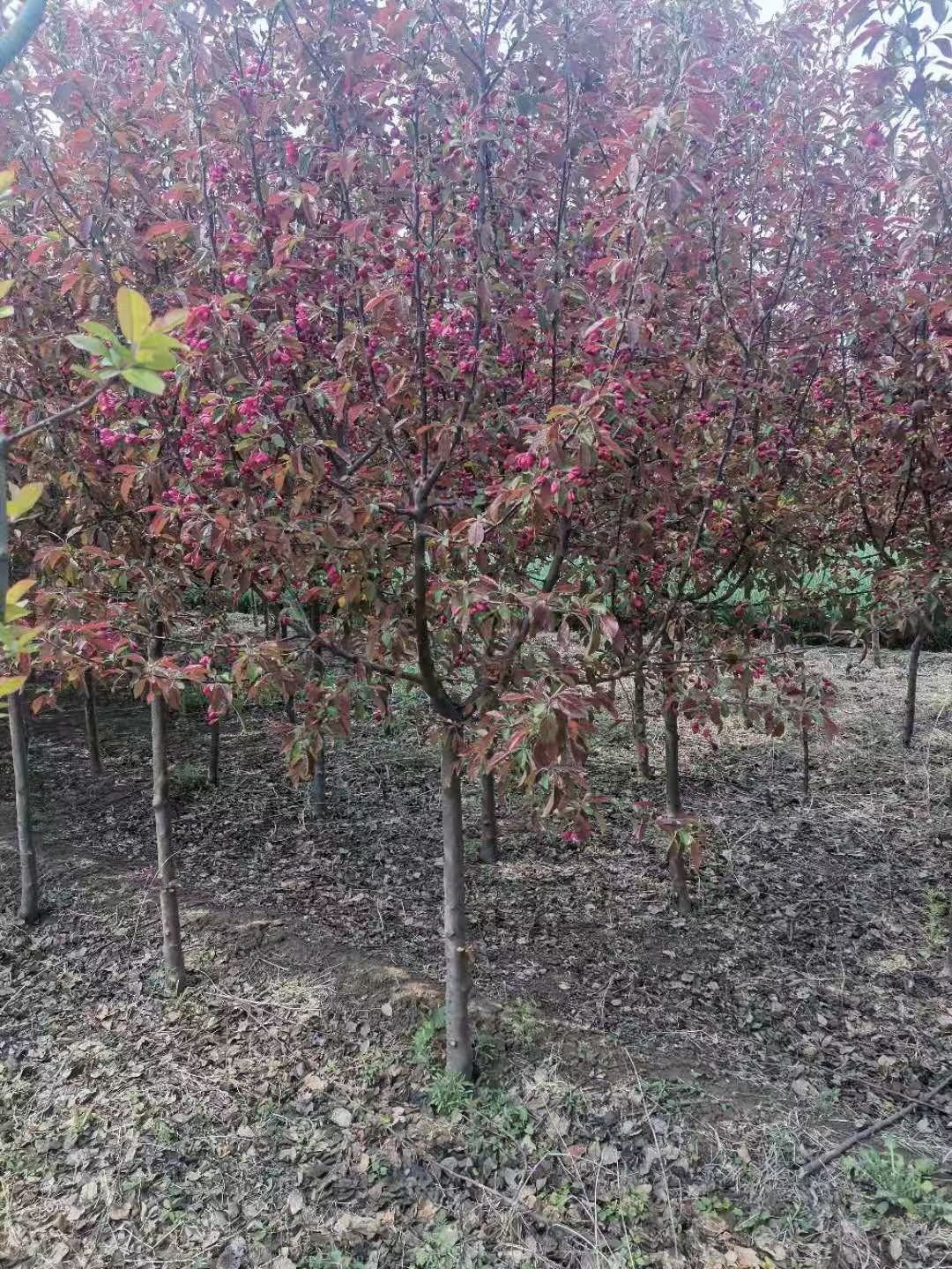  亚当海棠、西府海棠、绚丽海棠