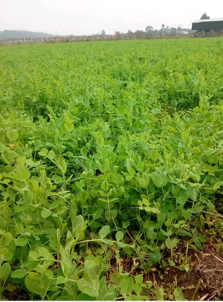 豌豆苗  大量翠绿豌豆尖国庆之前出售