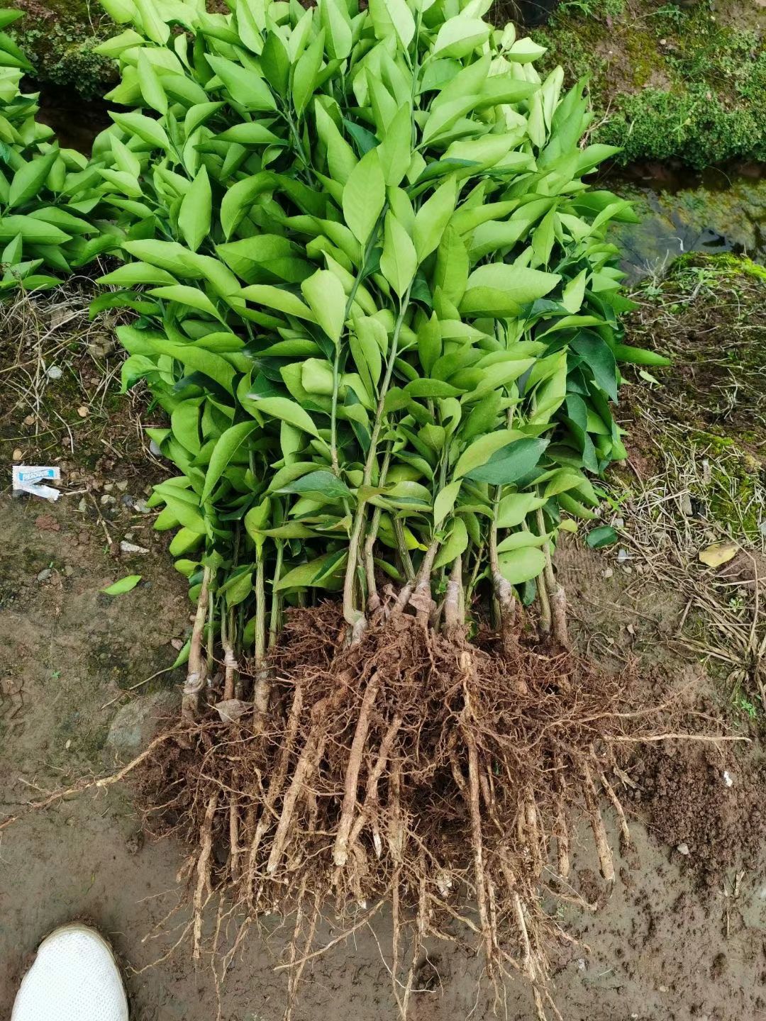 爱媛38号柑桔苗  正宗爱媛38号果冻橙柑桔苗