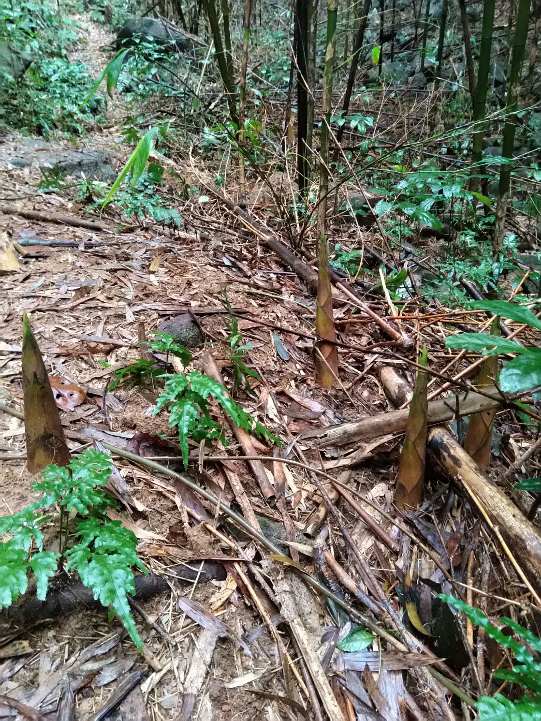 2023年3春笋助农新鲜现挖应季春笋甜笋苦笋