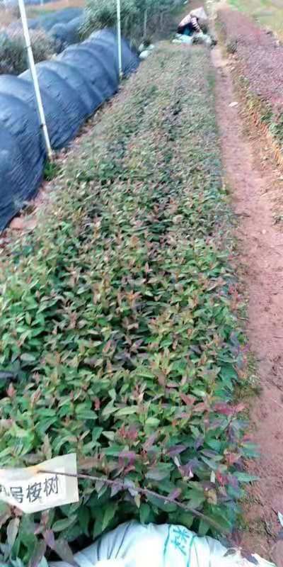 大量供应桉树苗，品种有广O九号，二十九号，欢迎订购