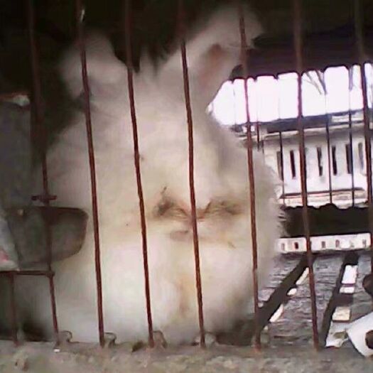 枣庄兔毛  自家养殖兔子存毛出售75天以上