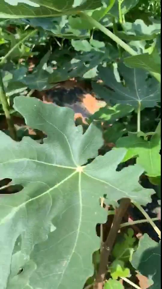 波姬红无花果苗金傲芬，布兰瑞克无花果