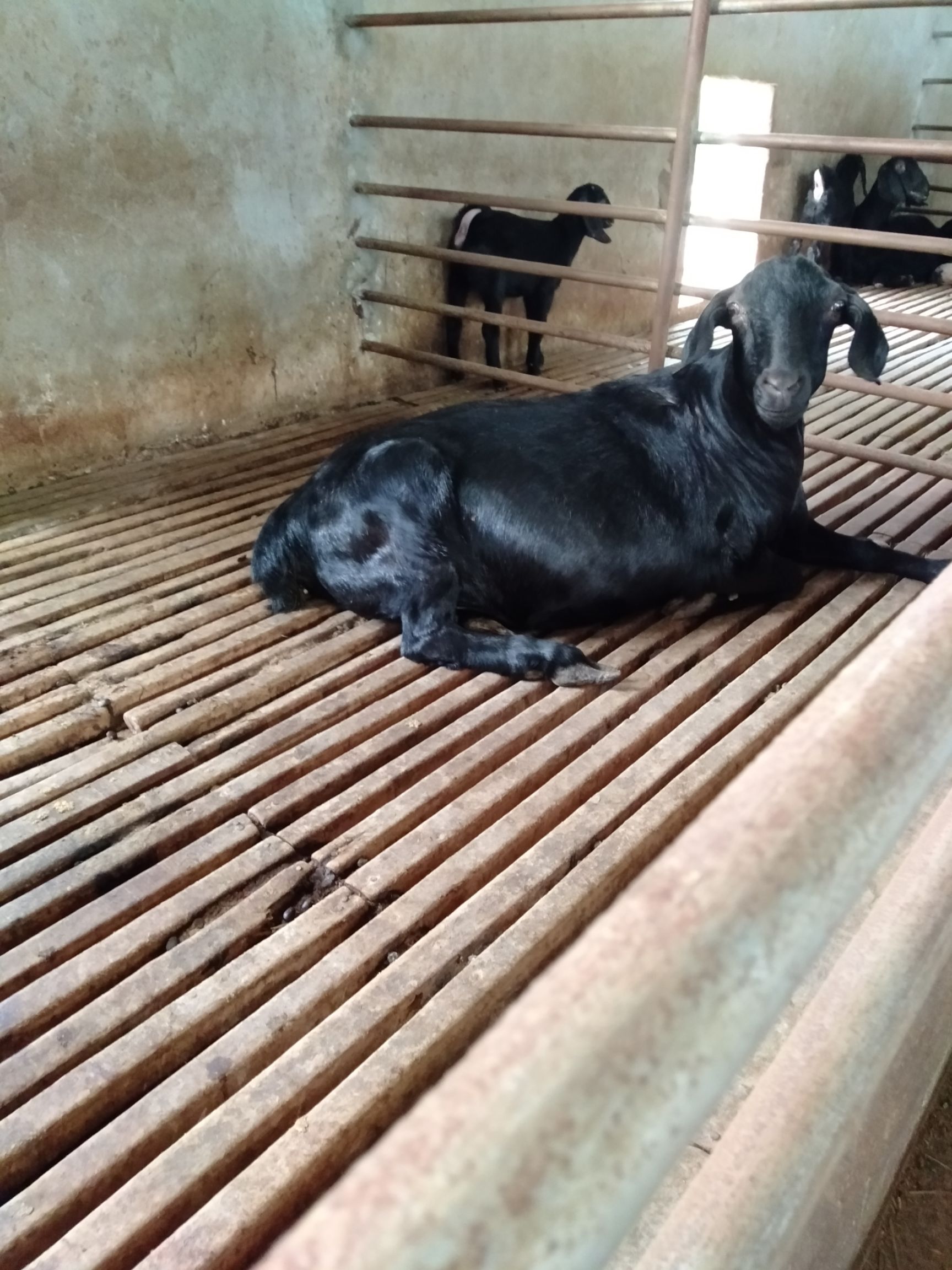 大耳羊 努比亚黑山羊精品种羊